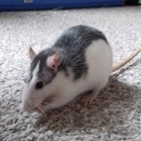 jakub729465
