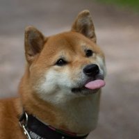 skryptteerr
