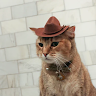SpyTeoś